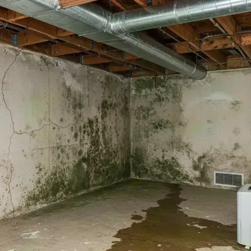 Professional Mold Removal in Glenview, IL